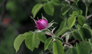 Rose bouton rosiers jardinage feuilles verdure