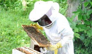 Apiculteur équipement de sécurité en pleine récolte de son miel