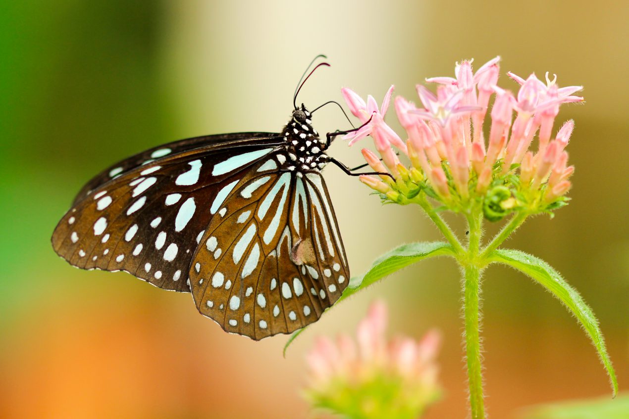 Attirer les papillons dans son jardin