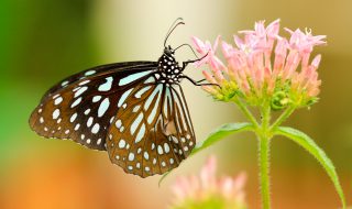 Attirer les papillons dans son jardin